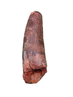 Spinosaurus Tooth