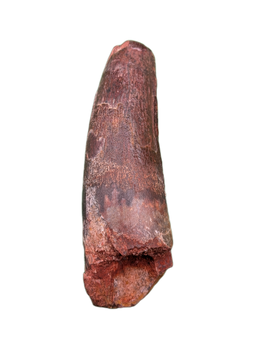 Spinosaurus Tooth