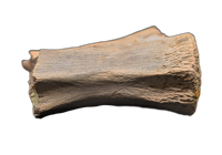 Struthiomimus Tail Vertebra, Hell Creek