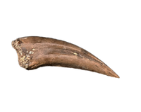 Unknown Theropod Foot Claw, Hell Creek Formation