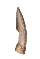 Suchomimus Tooth with Some Visible Serrations