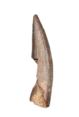 Suchomimus Tooth with Some Visible Serrations