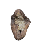 Large Unworn Triceratops Tooth