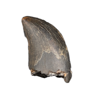 Tyrannosaur Tooth, Judith River Formation