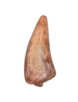 Phytosaur Tooth, Bull Canyon Formation