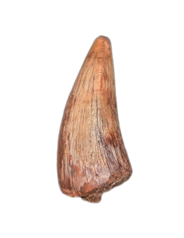 Phytosaur Tooth, Bull Canyon Formation