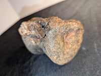 Stegosaurus Caudal Vertebrae, Morrison Formation