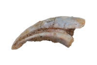 Theropod Dinosaur Hand Claw, Kem Kem