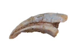 Theropod Dinosaur Hand Claw, Kem Kem