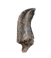 Camarasaurus Tooth from the Morrison Formation
