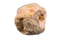 Theropod (Spinosaurus?) Tail Vertebra, Kem Kem