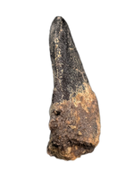 Tauriasaur Tooth, El Mers Formation