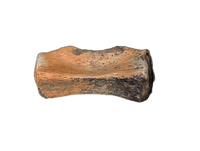 Thescelosaurus Caudal (Tail) Vertebrae, Hell Creek