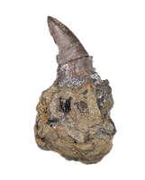 Ceratosaur Tooth, El Mers Formation