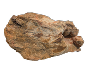 Huge Spinosaurus Tail Vertebra