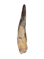 Diplocodid Tooth from the Mid Jurassic, Madagascar