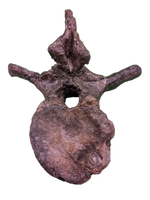 Camptosaurus Vertebra, Morrison Formation