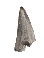 Coelophysid Tooth, Chinle (Coelophyis?, Camposaurus?)