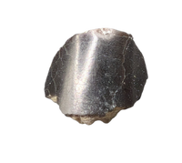 Diplodocus Tooth Tip