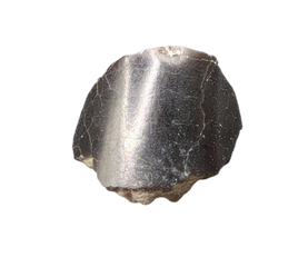Diplodocus Tooth Tip