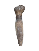 Rooted Lapparentosaurus/Archaeodontosaurus Tooth from the Mid Jurassic, Madagascar