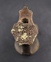 Struthiomimus Tail Vertebra, Hell Creek