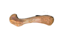 Turtle Femur, Kem Kem