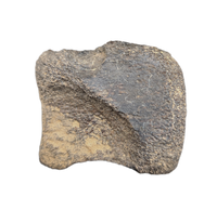 Dinosaur Partial Vertebra, Bissekty Formation