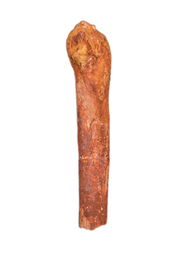 Spinosaurus Metatarsal
