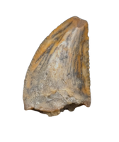 Unknown Dinosaur Tooth, Kem Kem, Morocco (Copy)