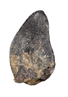 Tauriasaur Tooth, El Mers Formation