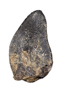 Tauriasaur Tooth, El Mers Formation