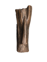 Struthiomimus Tail Vertebra, Hell Creek