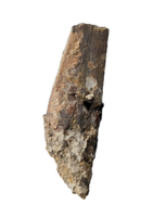 Partial Tyrannosaur Tooth, Two Medicine Formation.