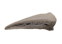 Basilemys variolosa (Turtle) Claw, Hell Creek Formation