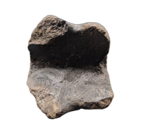 Hypacrosaurus Neck Vertebra