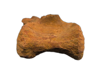 Spinosaurus Tail Vertebra