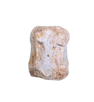 Ceratopsian Tail Vertebrae from the Kaiparowitz Formation of Utah.