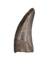 Nanotyrannus Tooth
