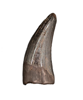 Nanotyrannus Tooth