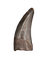 Nanotyrannus Tooth