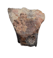 Ouranosaurus Tooth