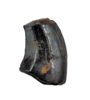 Acheroraptor Tooth from the Hell Creek Formation