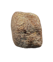 Mosasaur Vertebra, Cretaceous of Texas