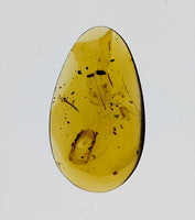 Amber with Dinosaur Feathers from Burma. Middle Cretaceous, 99 Million Years Old