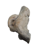 Dolphin (Kentrodontidae) Ear Bone, Calvert Formation, 15-27 Million Years Old