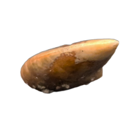 Theropod Tooth from the Mid Jurassic, Madagascar