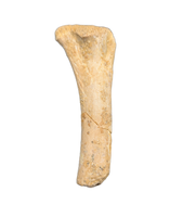 Theropod Femur, Kem Kem