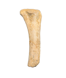 Theropod Femur, Kem Kem