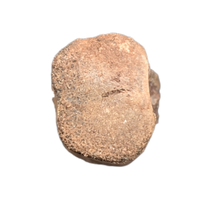 Dromaeosaurid Theropod (Deinonychus?) Tail Vertebra, Cloverly Formation
